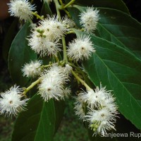 <i>Symplocos acuminata</i> (Blume) Miq.